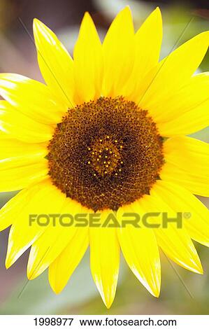 Closeup Of A Sunflower; Dundee Ohio United States Of America View Large Photo Image Stock Photo - Closeup Of A Sunflower; Dundee Ohio United States Of America. Fotosearch