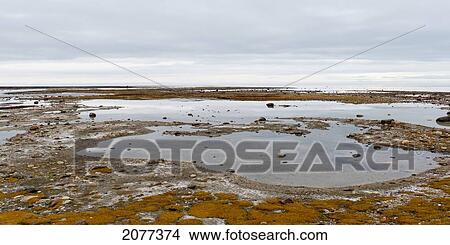 Clouds reflected in shallow pools of water and a flat landscape; churchill manitoba canada View Large Photo Image Picture - Clouds reflected in shallow pools of water and a flat landscape; churchill manitoba canada. Fotosearch
