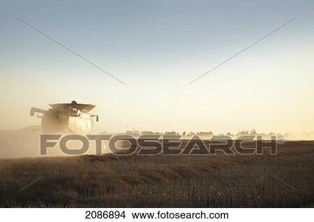Combine harvesting grain at sunset; winnipeg manitoba canada View Large Photo Image Picture - Combine harvesting grain at sunset; winnipeg manitoba canada. Fotosearch