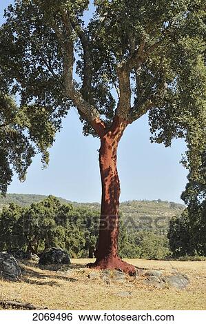 Stock Photograph - Cork Trees Quercus Suber Recently Stripped Of Their Bark; Torremenga De La Vera Caceres Extremadura Spain. Fotosearch