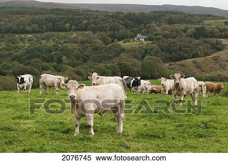 Cows in a field; ring of kerry ireland View Large Photo Image Stock Photography - Cows in a field; ring of kerry ireland. Fotosearch