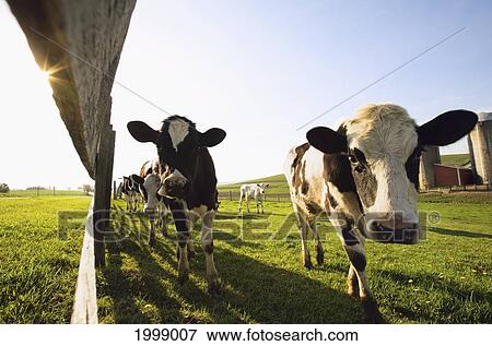 Stock Photo - Cows In A Field Standing Along A Fence; Dundee Minnesota United States Of America. Fotosearch