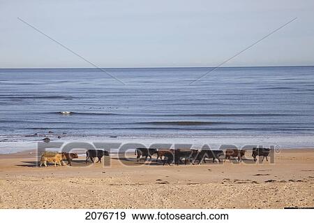 Stock Photo - Cows walking on the beach; northumberland england. Fotosearch