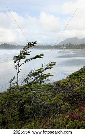 Picture - Cox Bay Near Tofino; British Columbia Canada. Fotosearch