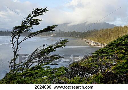 Cox Bay Near Tofino; British Columbia Canada View Large Photo Image Stock Photo - Cox Bay Near Tofino; British Columbia Canada. Fotosearch