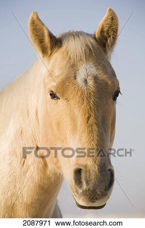 Stock Image - Cream coloured horse head looking straight on with blue sky; calgary alberta canada. Fotosearch