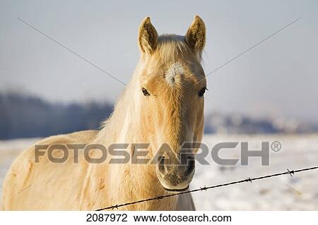 Cream coloured horse in a snow covered field with blue sky; calgary alberta canada View Large Photo Image Stock Image - Cream coloured horse in a snow covered field with blue sky; calgary alberta canada. Fotosearch