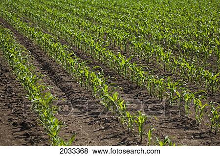 Stock Photo - Crop Growing In A Field; Thunder Bay Ontario Canada. Fotosearch