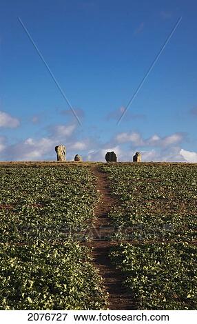 Crop growing in the field with standing stones of duddo in the background; northumberland england View Large Photo Image Stock Photo - Crop growing in the field with standing stones of duddo in the background; northumberland england. Fotosearch