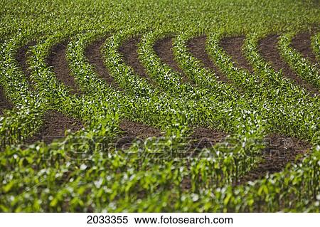 Stock Photography - Crops Growing In Curved Lines In A Field; Thunder Bay Ontario Canada. Fotosearch