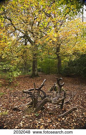 Curled Tree Roots Coming Up Through Fallen Leaves In A Forest In Autumn; Northumberland England View Large Photo Image Stock Photo - Curled Tree Roots Coming Up Through Fallen Leaves In A Forest In Autumn; Northumberland England. Fotosearch