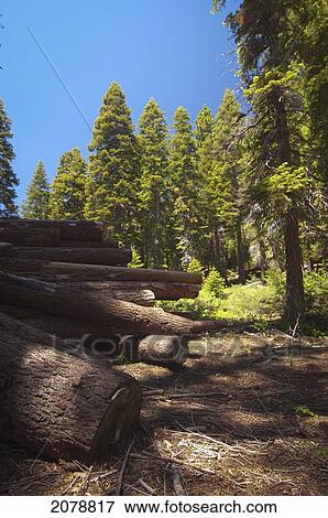 Cut logs in front of pine trees; lake tahoe california united states of america View Large Photo Image Stock Photo - Cut logs in front of pine trees; lake tahoe california united states of america. Fotosearch