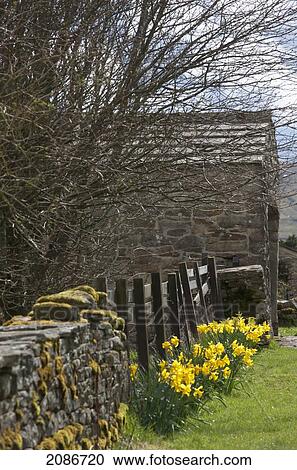 Daffodils blossoming along a wooden fence; swaledale england View Large Photo Image Stock Image - Daffodils blossoming along a wooden fence; swaledale england. Fotosearch