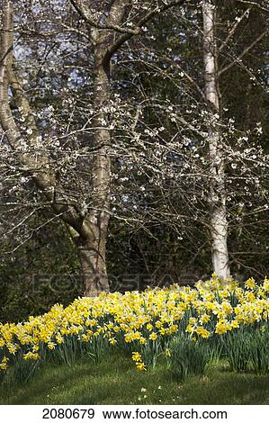 Daffodils blossoming on the edge of a forest; hirsel scottish borders scotland View Large Photo Image Stock Photo - Daffodils blossoming on the edge of a forest; hirsel scottish borders scotland. Fotosearch