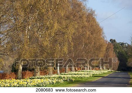 Daffodils in bloom along a road; hirsel scottish borders scotland View Large Photo Image Stock Image - Daffodils in bloom along a road; hirsel scottish borders scotland. Fotosearch