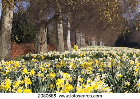 Daffodils in bloom; hirsel scottish borders scotland View Large Photo Image Stock Photography - Daffodils in bloom; hirsel scottish borders scotland. Fotosearch