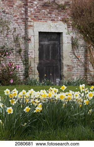 Daffodils in bloom with a brick building and doorway in the background; hirsel scottish borders scotland View Large Photo Image Stock Image - Daffodils in bloom with a brick building and doorway in the background; hirsel scottish borders scotland. Fotosearch