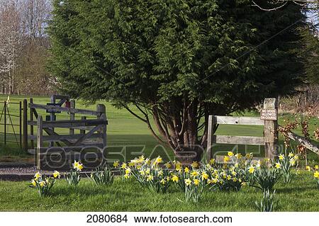 Daffodils in bloom with a gate open on a wooden fence; hirsel scottish borders scotland View Large Photo Image Picture - Daffodils in bloom with a gate open on a wooden fence; hirsel scottish borders scotland. Fotosearch