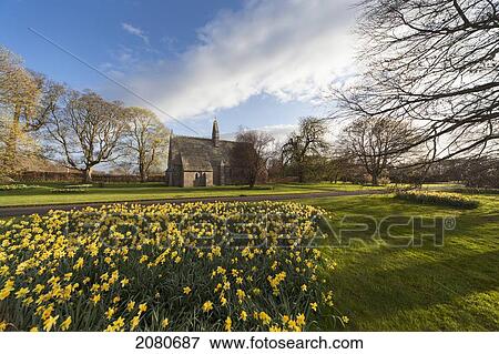 Daffodils in bloom with st. mary the virgin church in the background; etal northumberland england View Large Photo Image Stock Photo - Daffodils in bloom with st. mary the virgin church in the background; etal northumberland england. Fotosearch