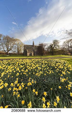 Daffodils in bloom with st. mary the virgin church in the background; etal northumberland england View Large Photo Image Stock Photo - Daffodils in bloom with st. mary the virgin church in the background; etal northumberland england. Fotosearch
