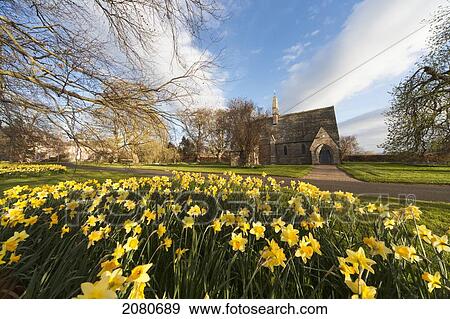 Daffodils in bloom with st. mary the virgin church in the background; etal northumberland england View Large Photo Image Stock Photo - Daffodils in bloom with st. mary the virgin church in the background; etal northumberland england. Fotosearch