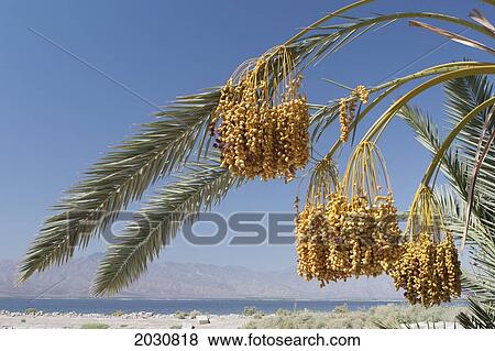 Date Clusters Hanging From Date Tree With Desert Lake And Mountain Range In The Distance And Blue Sky; Palm Springs California United States Of America View Large Photo Image Stock Photo - Date Clusters Hanging From Date Tree With Desert Lake And Mountain Range In The Distance And Blue Sky; Palm Springs California United States Of America. Fotosearch