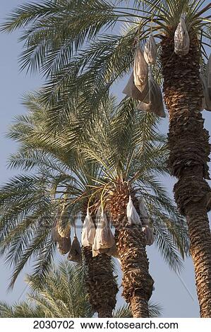Stock Image - Date Trees With Covered Sacks On Date Clusters; Palm Springs California United States Of America. Fotosearch