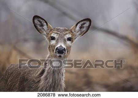 Deer in the brush; thunder bay ontario canada View Large Photo Image Stock Photo - Deer in the brush; thunder bay ontario canada. Fotosearch