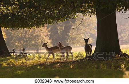 Stock Image - Deer Standing Under A Tree; North Yorkshire England. Fotosearch