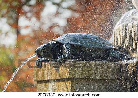 Stock Image - Detail of a tortoise on the los galapagos fountain in el retiro gardens; madrid spain. Fotosearch