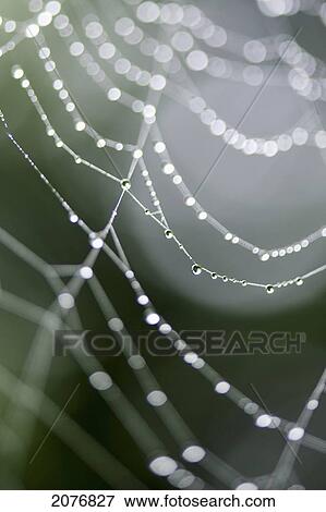 Dew drops on a spider web; lake of the woods ontario canada View Large Photo Image Stock Photo - Dew drops on a spider web; lake of the woods ontario canada. Fotosearch