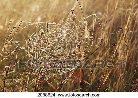 Picture - Dew on a spider web mount hood; oregon united states of america. Fotosearch