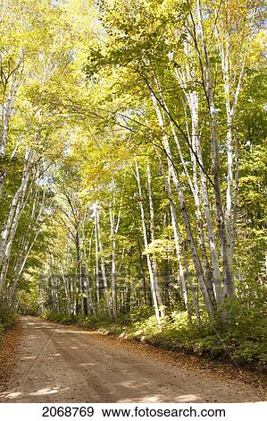 Stock Photo - Dirt Road Lined With Trees In Autumn; Thunder Bay Ontario Canada. Fotosearch