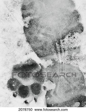 Dog and human footprints in snow on sanctuary boardwalk; parkland county alberta canada View Large Photo Image Stock Image - Dog and human footprints in snow on sanctuary boardwalk; parkland county alberta canada. Fotosearch