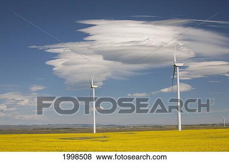 Stock Photo - Dramatic Clouds With Blue Sky And Windmills In A Flowering Canola Field; Alberta Canada. Fotosearch