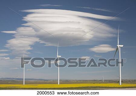 Dramatic Clouds With Blue Sky And Wind Mills In A Flowering Canola Field; Alberta Canada View Large Photo Image Stock Image - Dramatic Clouds With Blue Sky And Wind Mills In A Flowering Canola Field; Alberta Canada. Fotosearch