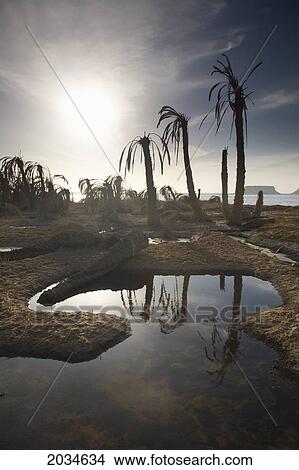 Dried Up Palm Trees And Salt Water On The Outskirts Of Siwa At The Siwa Oasis; Siwa Egypt View Large Photo Image Picture - Dried Up Palm Trees And Salt Water On The Outskirts Of Siwa At The Siwa Oasis; Siwa Egypt. Fotosearch