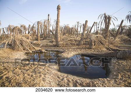 Dried Up Palm Trees And Salt Water On The Outskirts Of Siwa At The Siwa Oasis; Siwa Egypt View Large Photo Image Stock Image - Dried Up Palm Trees And Salt Water On The Outskirts Of Siwa At The Siwa Oasis; Siwa Egypt. Fotosearch