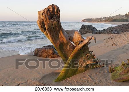 Stock Image - Driftwood in the sand on a beach along the coast; sayulita mexico. Fotosearch