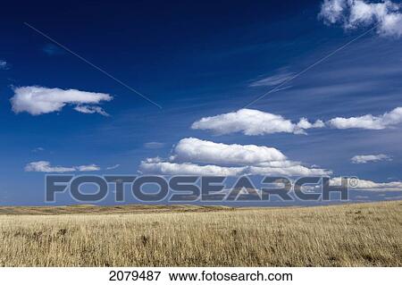 Dry grassy field with rolling hills in background with blue sky and clouds; pincher creek alberta canada View Large Photo Image Stock Photo - Dry grassy field with rolling hills in background with blue sky and clouds; pincher creek alberta canada. Fotosearch
