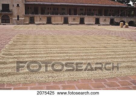 Drying Coffee Beans; Antigua Guatemala View Large Photo Image Stock Photography - Drying Coffee Beans; Antigua Guatemala. Fotosearch
