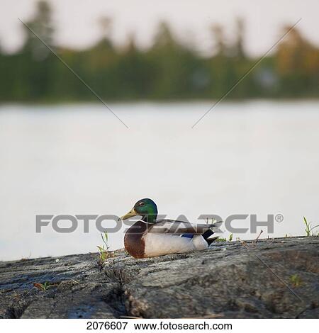 Duck sitting on a rock at the water's edge; lake of the woods ontario canada View Large Photo Image Stock Photo - Duck sitting on a rock at the water's edge; lake of the woods ontario canada. Fotosearch