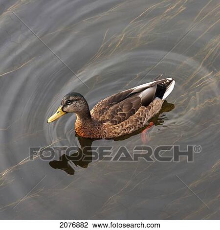 Duck swimming in clear water; st. petersburg russia View Large Photo Image Stock Image - Duck swimming in clear water; st. petersburg russia. Fotosearch