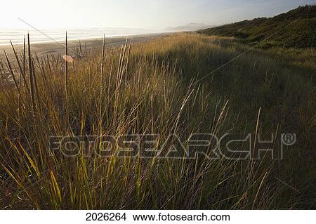 Endangered And Rare Coastal Sand Dunes At Wickaninnish Beach (Which Connects To Long Beach) In Pacific Rim National Park Near Tofino; British Columbia Canada View Large Photo Image Picture - Endangered And Rare Coastal Sand Dunes At Wickaninnish Beach (Which Connects To Long Beach) In Pacific Rim National Park Near Tofino; British Columbia Canada. Fotosearch
