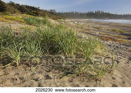 Stock Image - Endangered And Rare Coastal Sand Dunes At Wickaninnish Beach (Which Connects To Long Beach) In Pacific Rim National Park Near Tofino; British Columbia Canada. Fotosearch