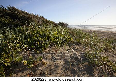 Endangered And Rare Coastal Sand Dunes At Wickaninnish Beach (Which Connects To Long Beach) In Pacific Rim National Park Near Tofino; British Columbia Canada View Large Photo Image Stock Photo - Endangered And Rare Coastal Sand Dunes At Wickaninnish Beach (Which Connects To Long Beach) In Pacific Rim National Park Near Tofino; British Columbia Canada. Fotosearch