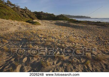 Stock Photo - Endangered And Rare Coastal Sand Dunes At Wickaninnish Beach (Which Connects To Long Beach) In Pacific Rim National Park Near Tofino; British Columbia Canada. Fotosearch