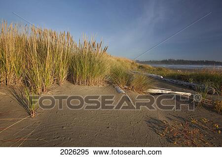 Stock Photography - Endangered And Rare Coastal Sand Dunes At Wickaninnish Beach (Which Connects To Long Beach) In Pacific Rim National Park Near Tofino; British Columbia Canada. Fotosearch
