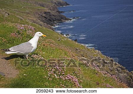 Stock Image - European Herring Gull (Larus Argentatus) Perched On A Rock On Slea Head On The Dingle Peninsula; County Kerry Munster Ireland. Fotosearch