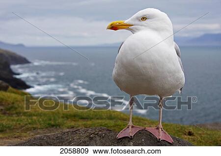 Stock Photo - European Herring Gull (Larus Argentatus) Perched On A Rock On Slea Head On The Dingle Peninsula; County Kerry Munster Ireland. Fotosearch